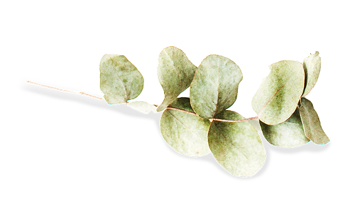 Eukalyptus als Dekoelement